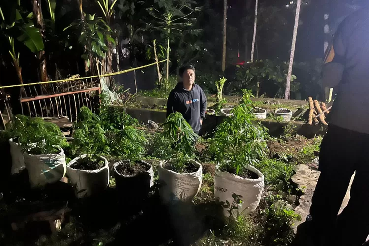 820 Batang Pohon Diamankan dari Ladang Ganja di Blitar