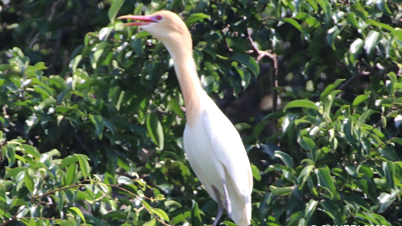 Ratusan Burung Air Huni Alun-Alun Kota Blitar, KSDA Coba Ungkap Asal-usul Keberadaannya