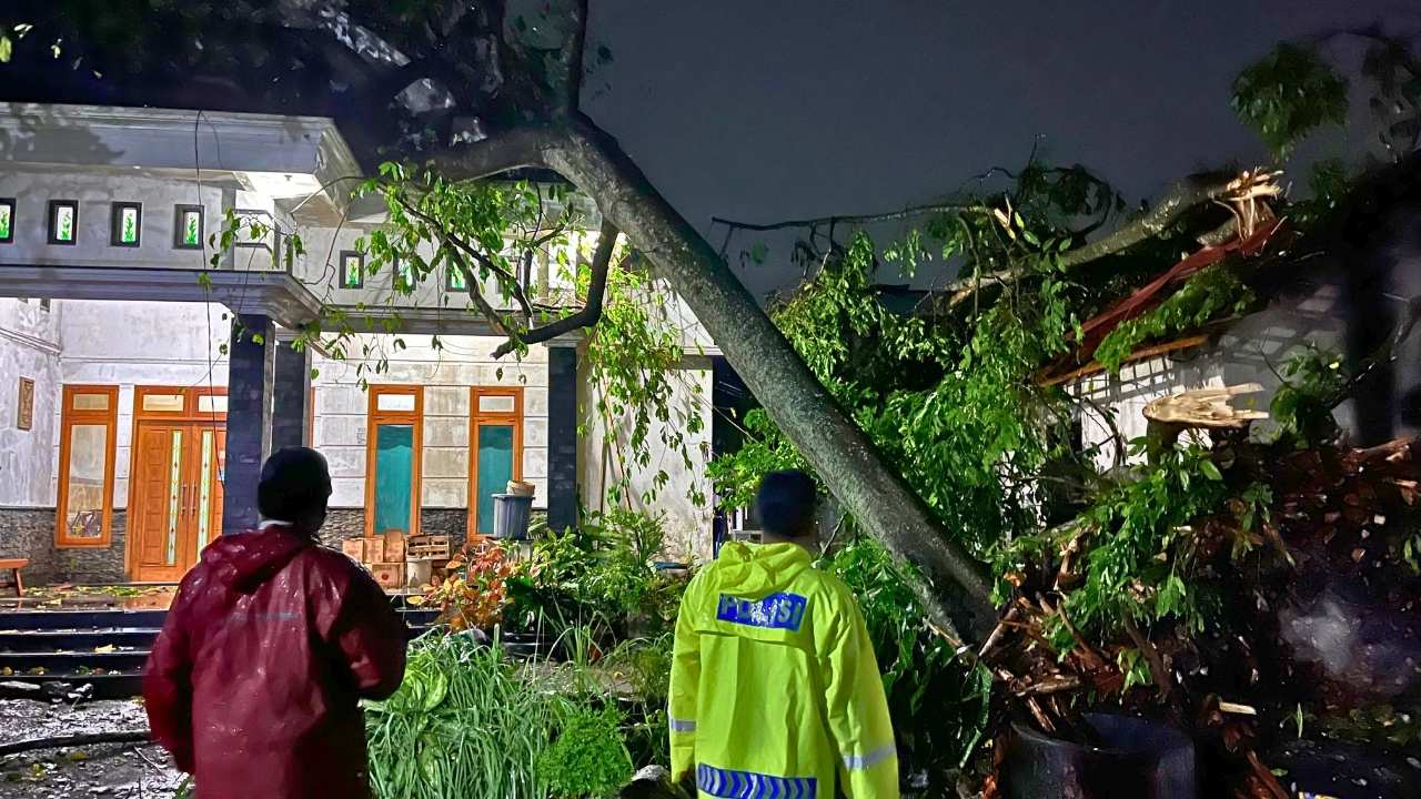 Hujan Deras Sebabkan Pohon Tumbang di Blitar