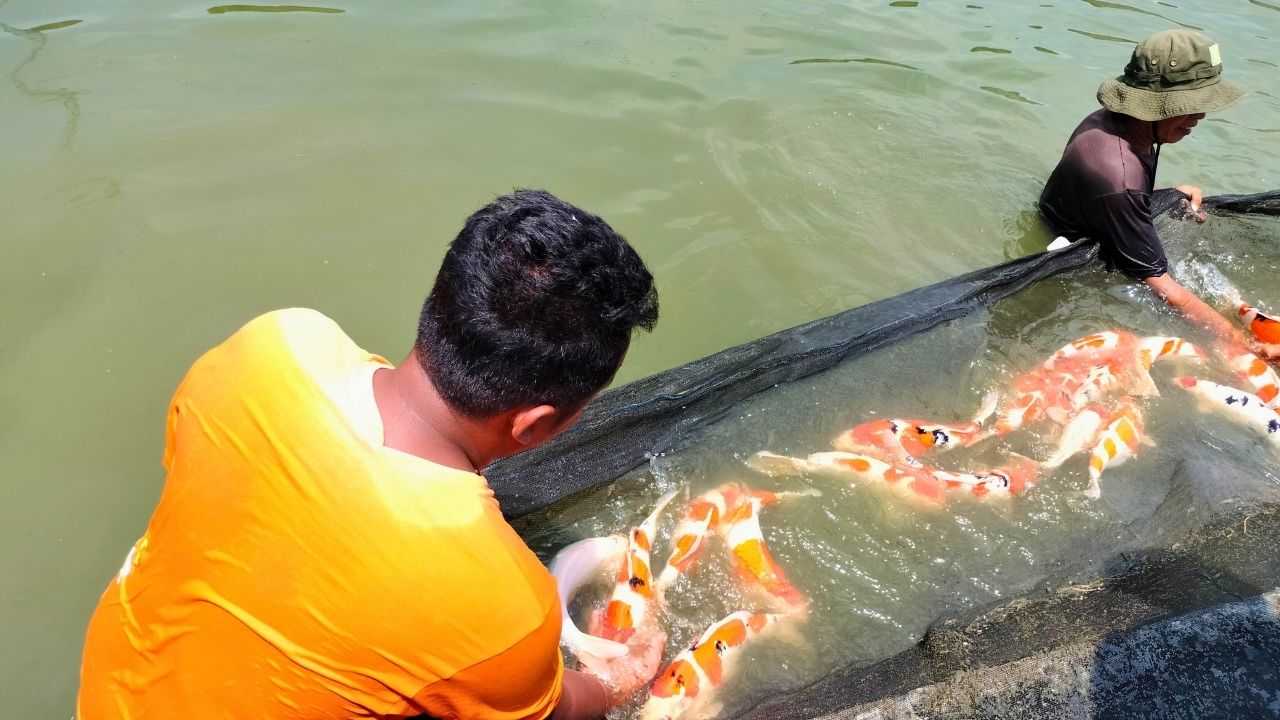 Berawal dari Hadiah Negara Cina, Blitar Kini Jadi Daerah Penghasil Ikan Koi di Indonesia
