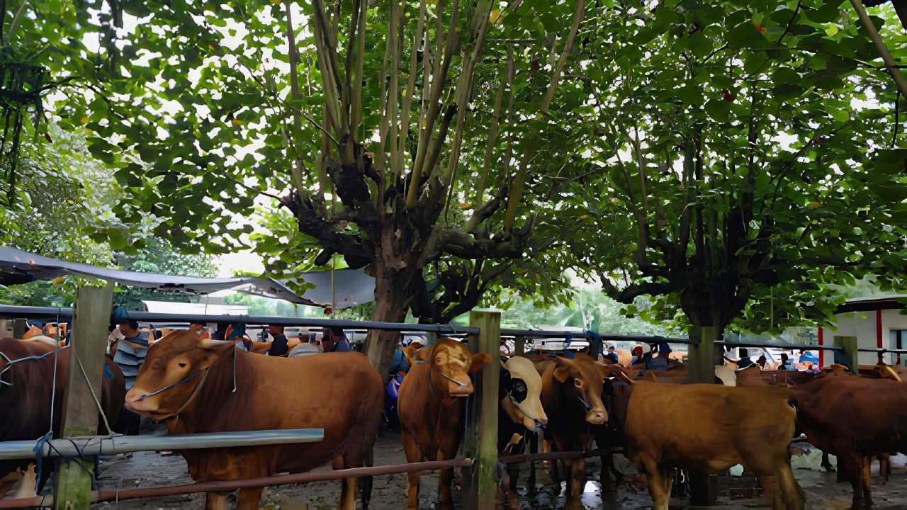 Stok Hewan Kurban Surplus, DKPP Blitar Perketat Pemeriksaan Kesehatan Jelang Idul Adha