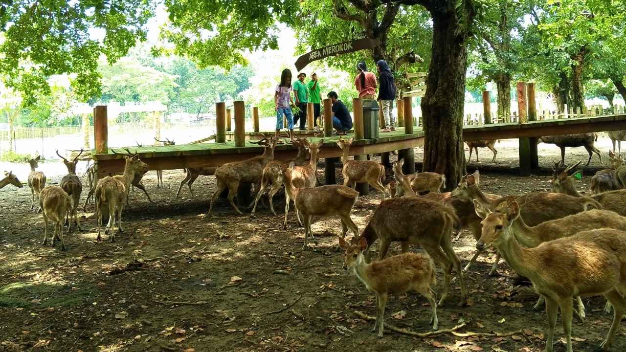 Delapan Rusa Mati di Penangkaran Jatilengger, Pengunjung Diduga Beri Pakan Sembarangan