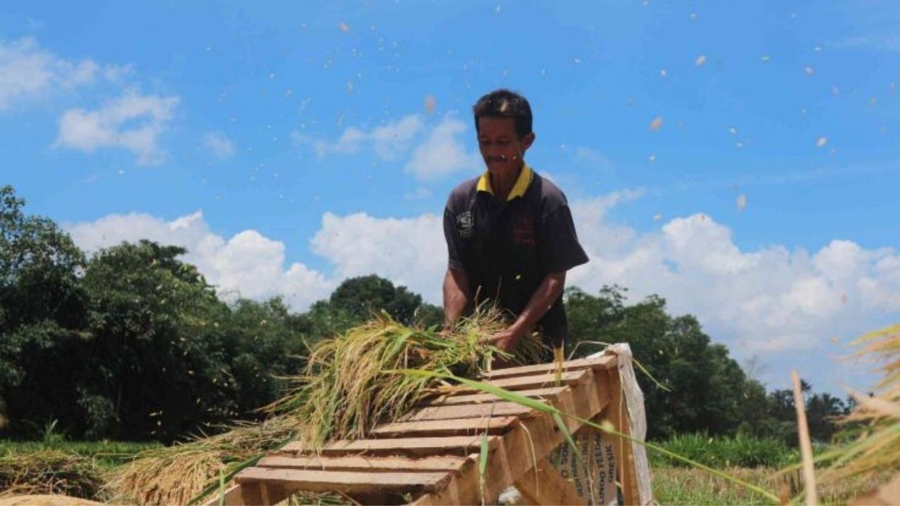 Panen Padi Kota Blitar Naik, Program AUTP Justru Belum Diminati Petani