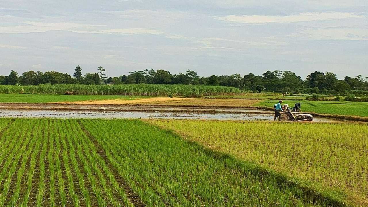 Premi Ringan, Minat Petani Ikut Asuransi Usaha Tani Padi di Blitar Masih Rendah