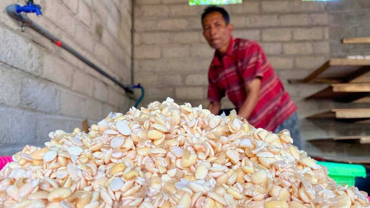 Harga Kedelai Impor Naik Gila-Gilaan, Produsen Tempe di Blitar Kewalahan