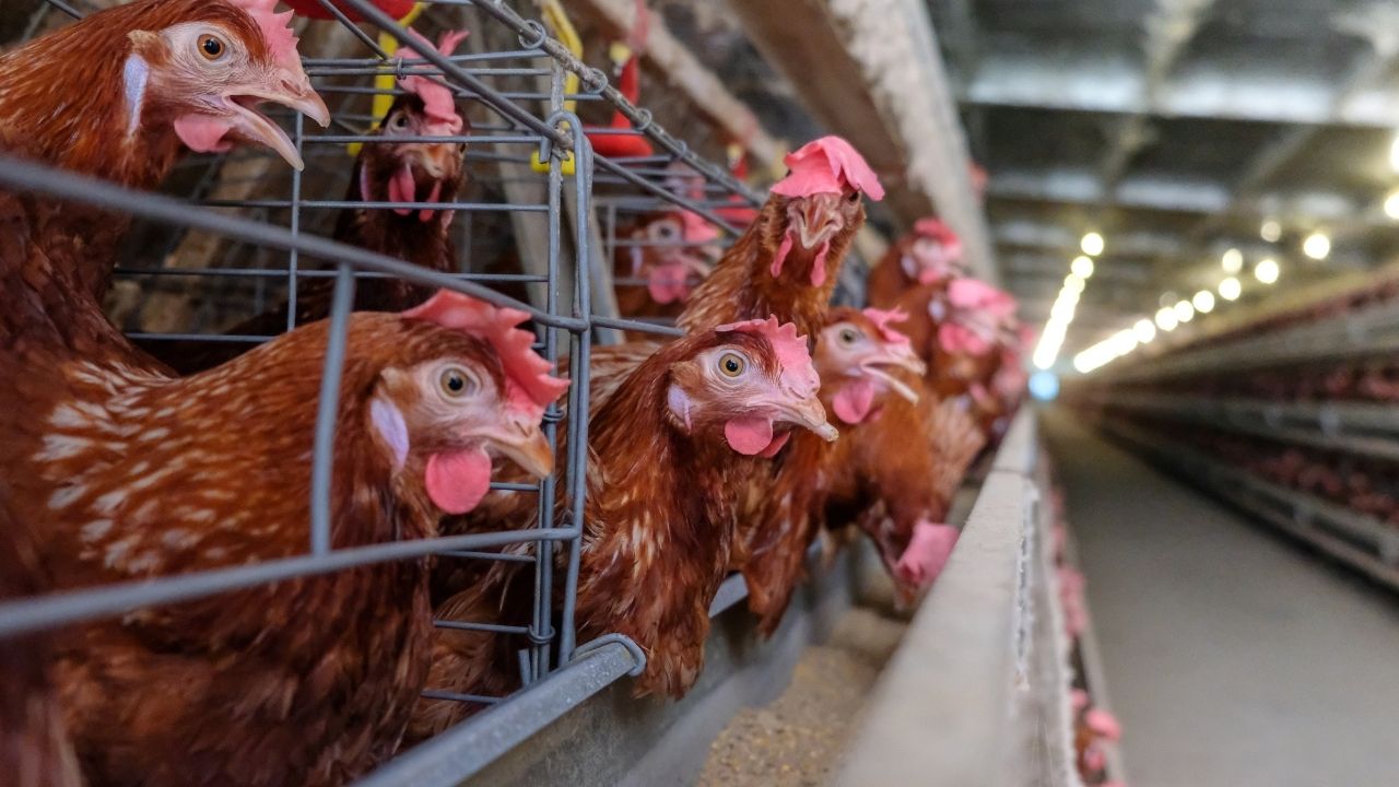 Waspada Cuaca Panas Ekstrem, Ternak Ayam Rentan Terjadi Heat Stress