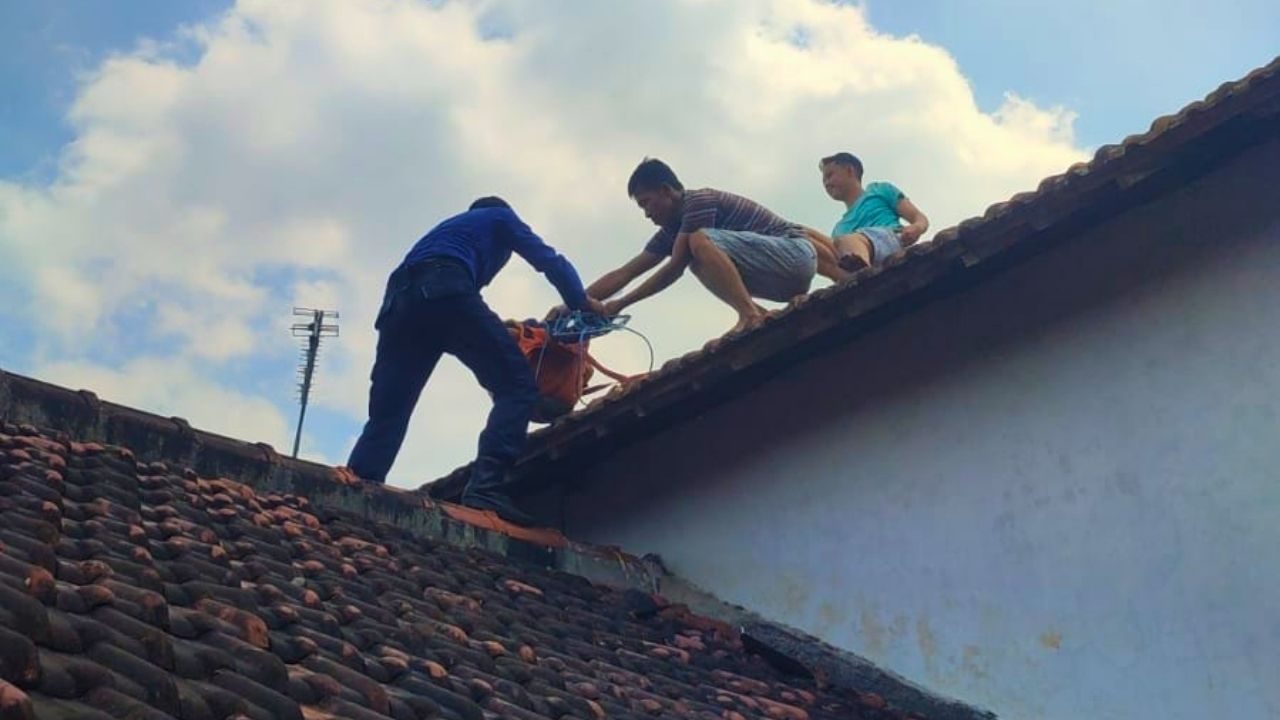 Seekor Monyet Ganggu Warga Sutojayan, Damkar Blitar Lakukan Evakuasi Satwa