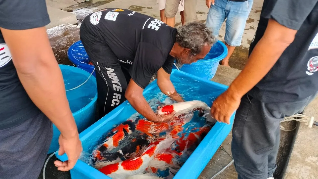 Dari Benih hingga Seleksi, Begini Cara Pembudidaya Blitar Merawat Ikan Koi