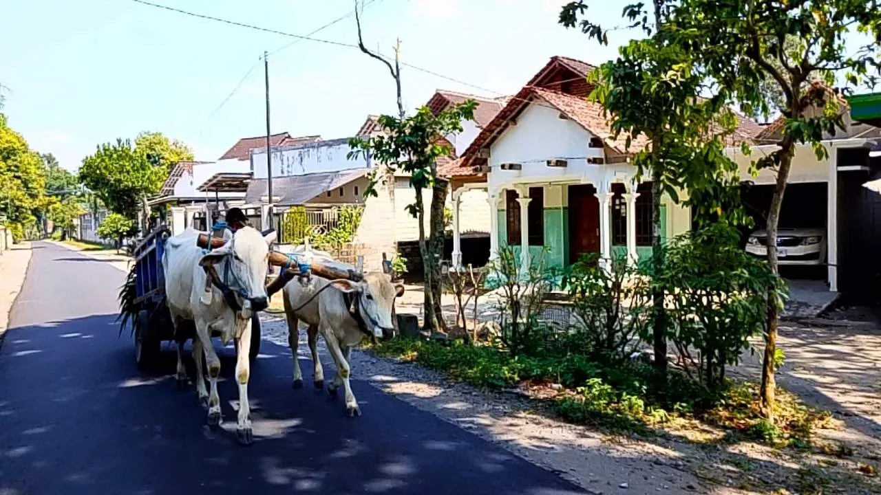 Bajingan Masih Bertahan di Blitar, Penarik Cikar Kendaraan Pertanian Belum Punah