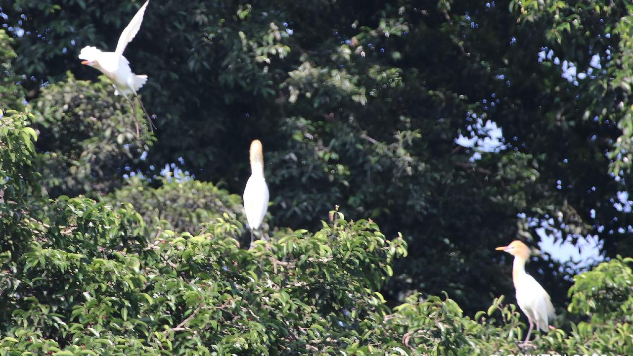 Burung Kuntul Ganggu Warga, Pemkot Wacanakan Relokasi dari Alun-alun Kota Blitar