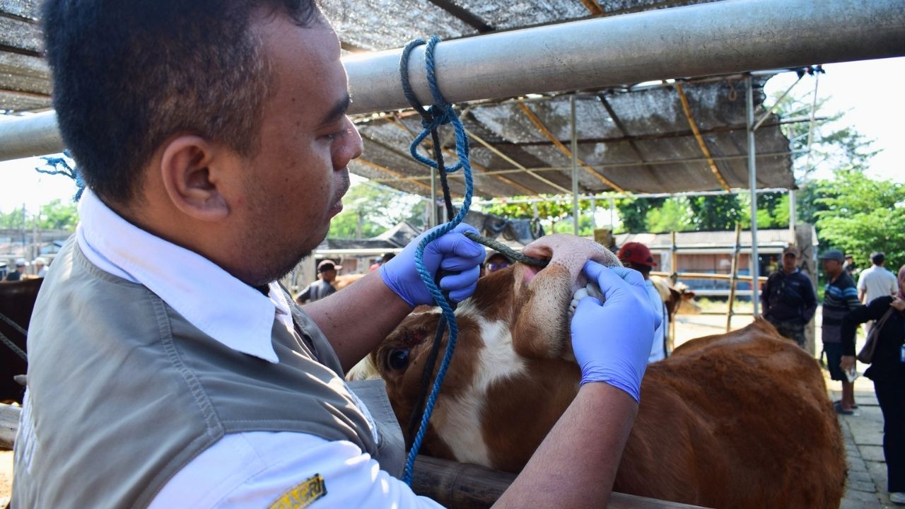Sapi Wajib Tahan Berjemur, Rencana Peneduh Pasar Hewan Dimoro Blitar Terkendala Kewenangan