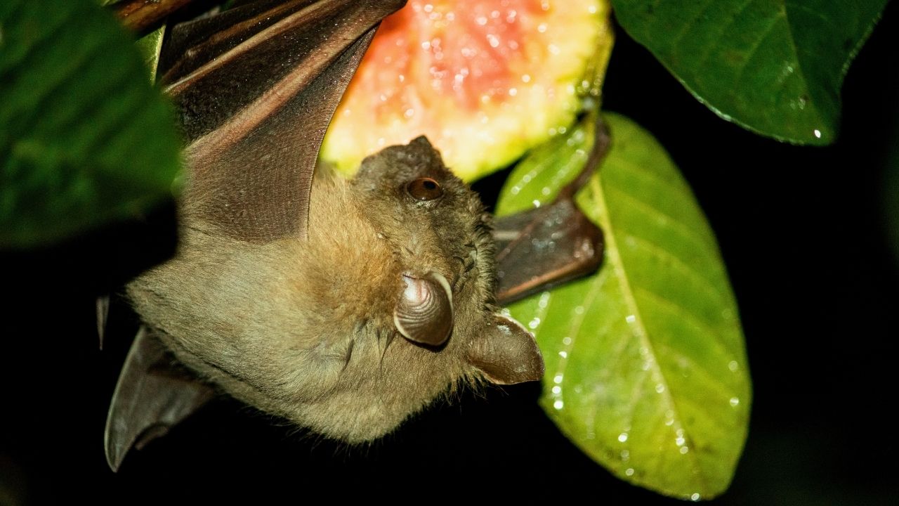 Ancaman Virus Nipah, Dinkes Blitar Minta Warga Perketat Perilaku Hidup Bersih dan Sehat