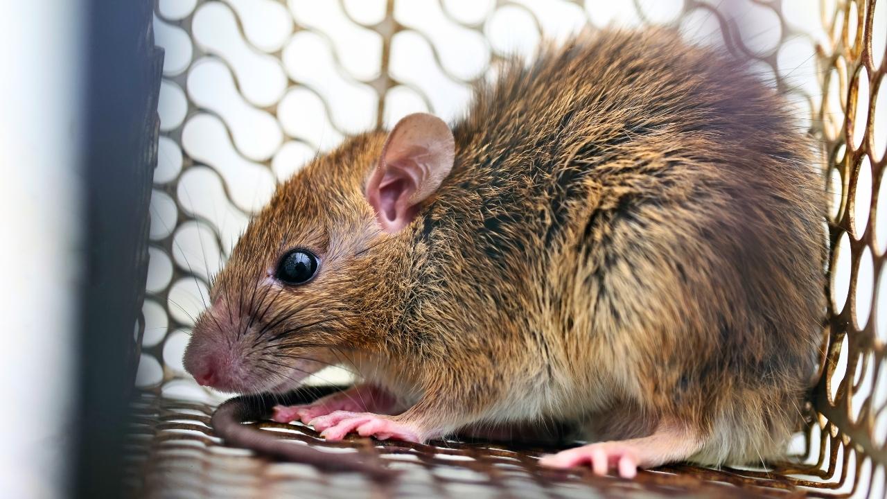 Waspada Hantavirus di Blitar, Dinkes Ingatkan Risiko Gangguan Pernapasan Mematikan