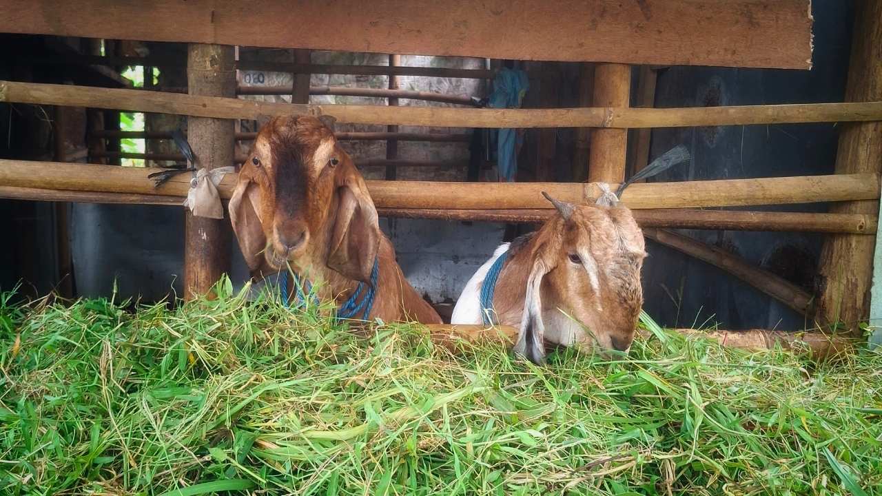 Leptospirosis Ancam Hewan Ternak, Kebersihan Kandang Jadi Faktor Utama Pencegahan