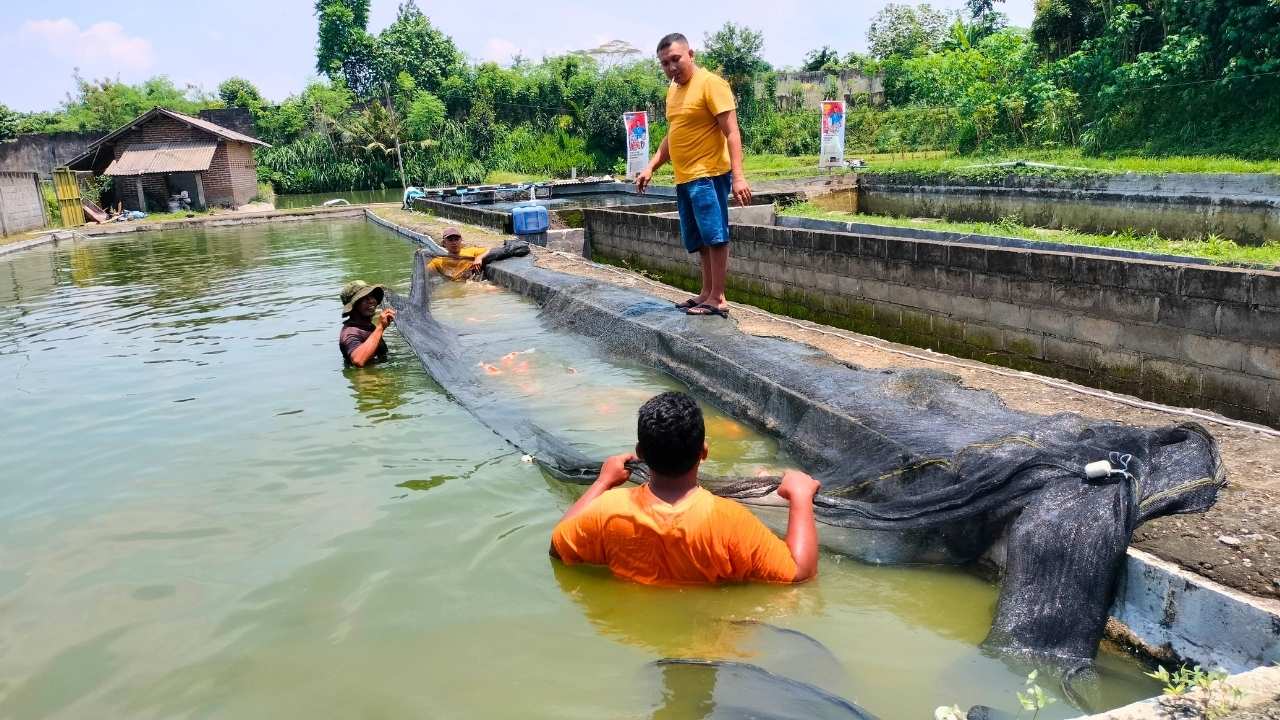 El Nino ‘Godzilla’ Picu Ancaman Serius, Pembudidaya Ikan Wajib Waspada