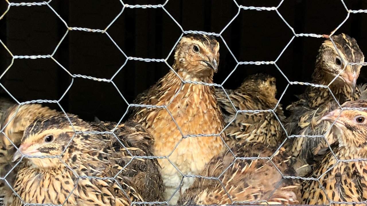 Harga Telur Puyuh Anjlok, Ratusan Peternak Blitar Bagikan 2.400 Burung Puyuh Gratis