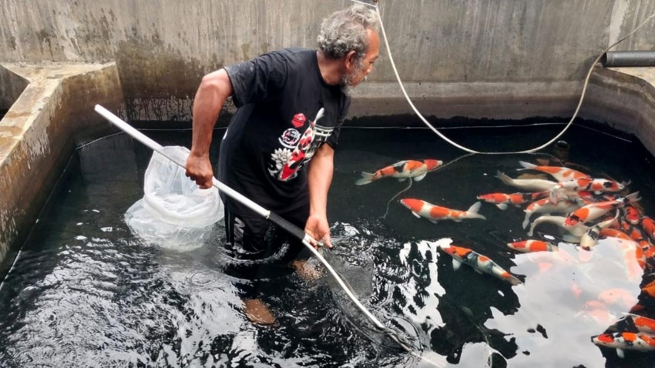 Kualitas Koi Blitar Makin Menterang, APKI: Tetap Jaga Status Sentra Koi Nasional