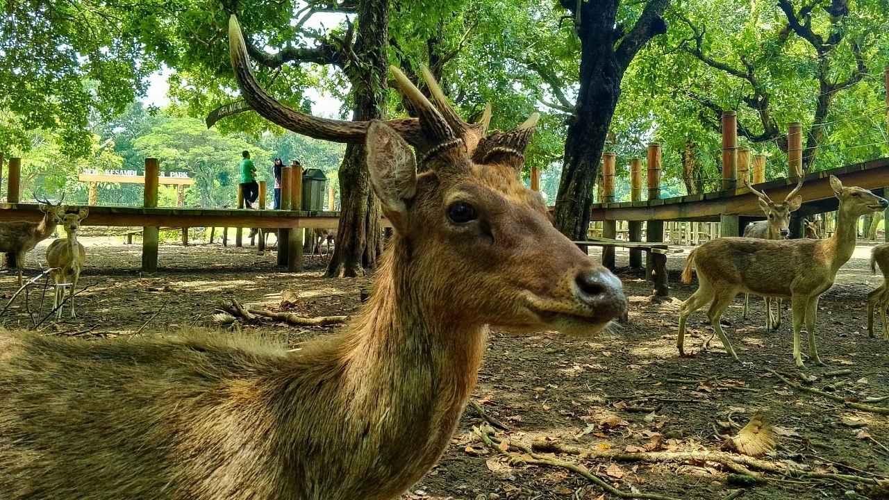 Kawinkan Wisata dan Konservasi, Penangkaran Rusa Jatilengger Jadi Rumah Ratusan Rusa Timor di Blitar