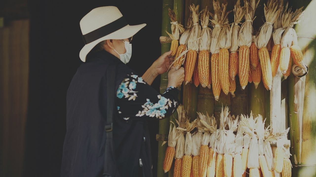 5 Bulan Pertama, Produksi Jagung Blitar Tembus 172 Ribu Ton