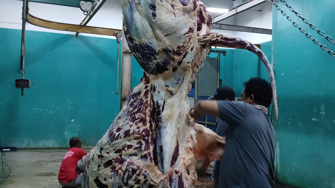 Hewan Kurban Terinfeksi Cacing Tak Boleh Dibagikan, Disnakkan Blitar: Organ Hati Harus Dibuang